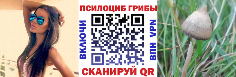 Купить  Плавск  Галлюциногенные грибы MAGIC MUSHROOMS 
